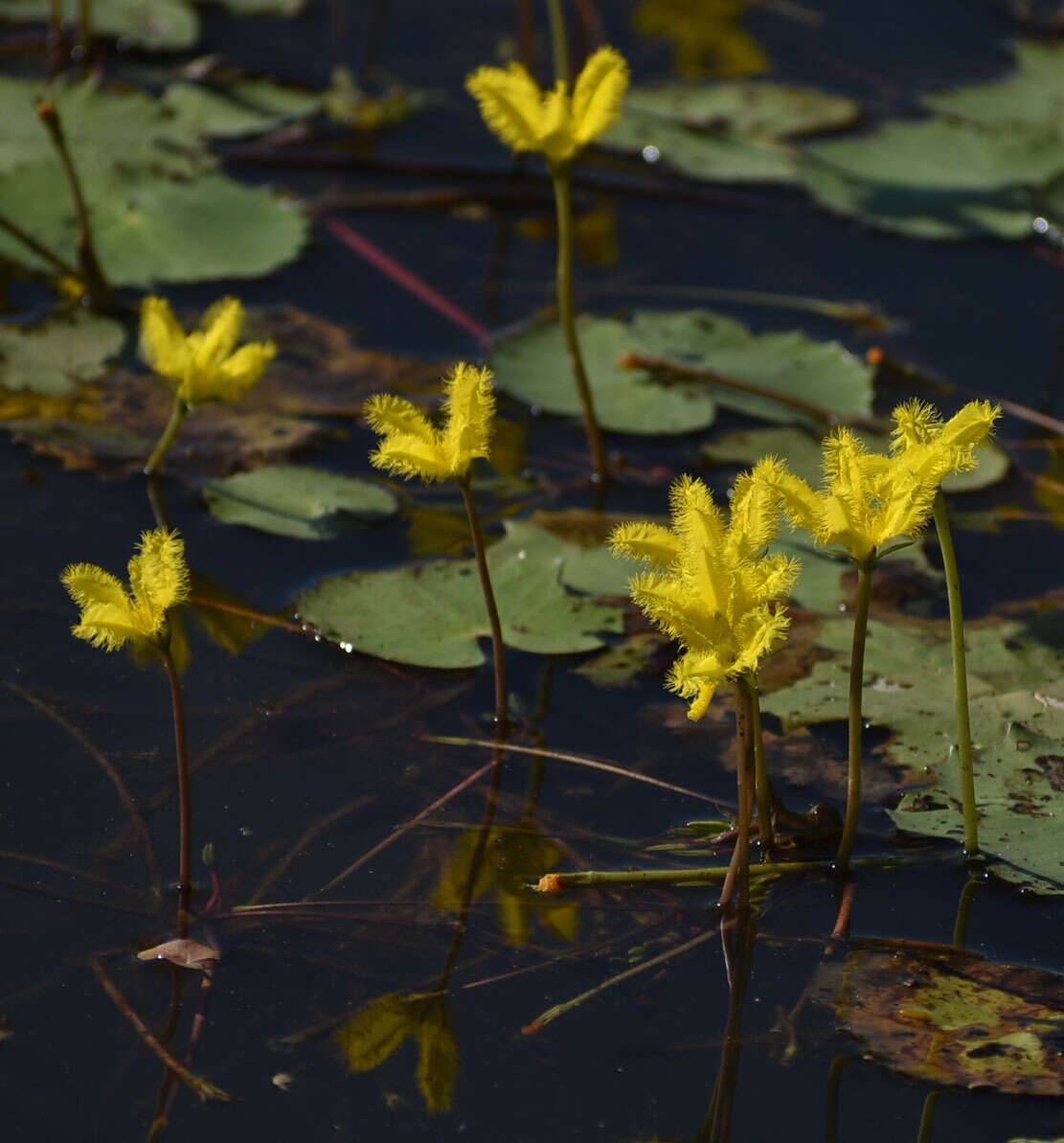 Image of Wavy Marshwort