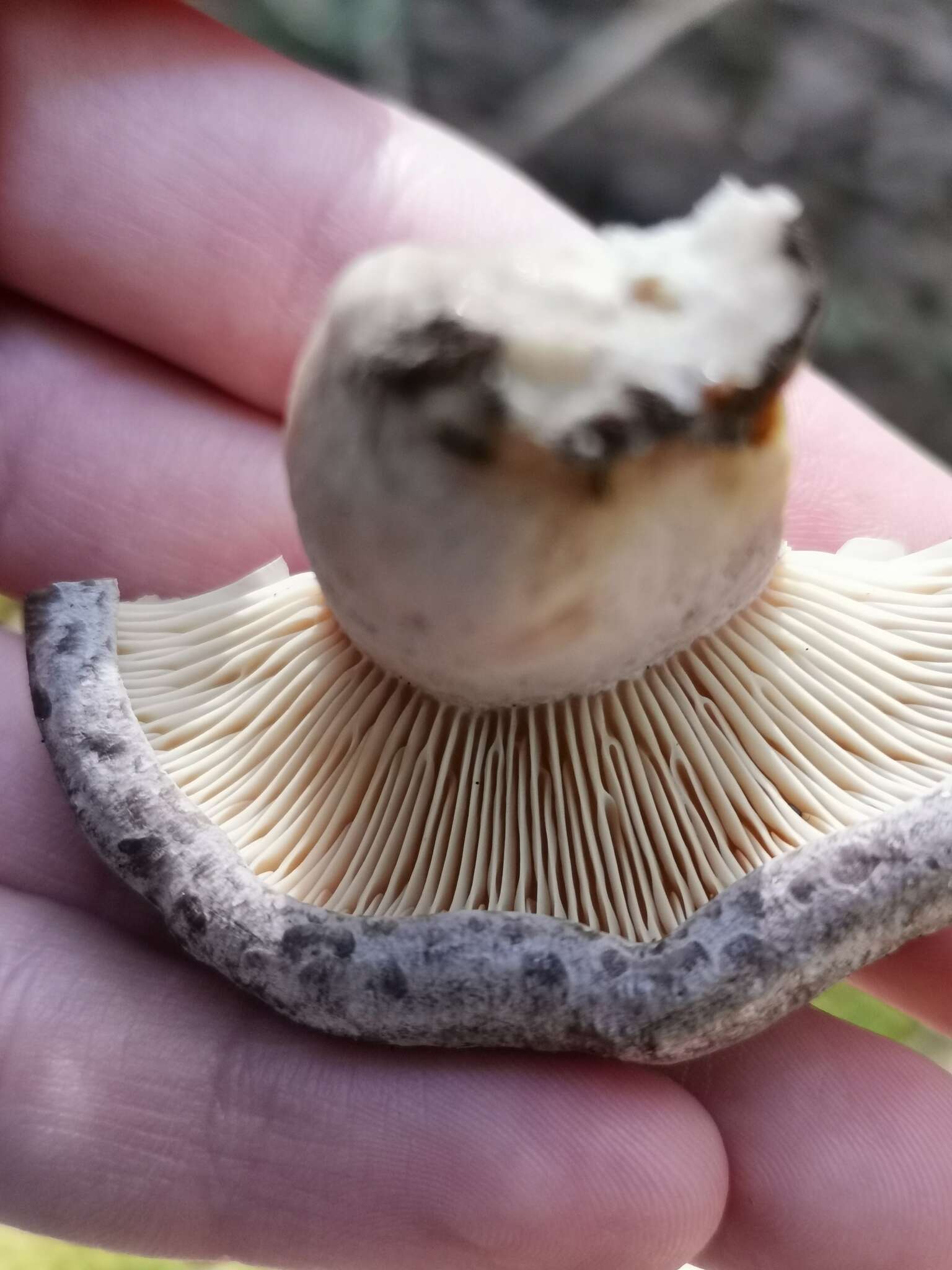 Image of Lactarius flexuosus (Pers.) Gray 1821