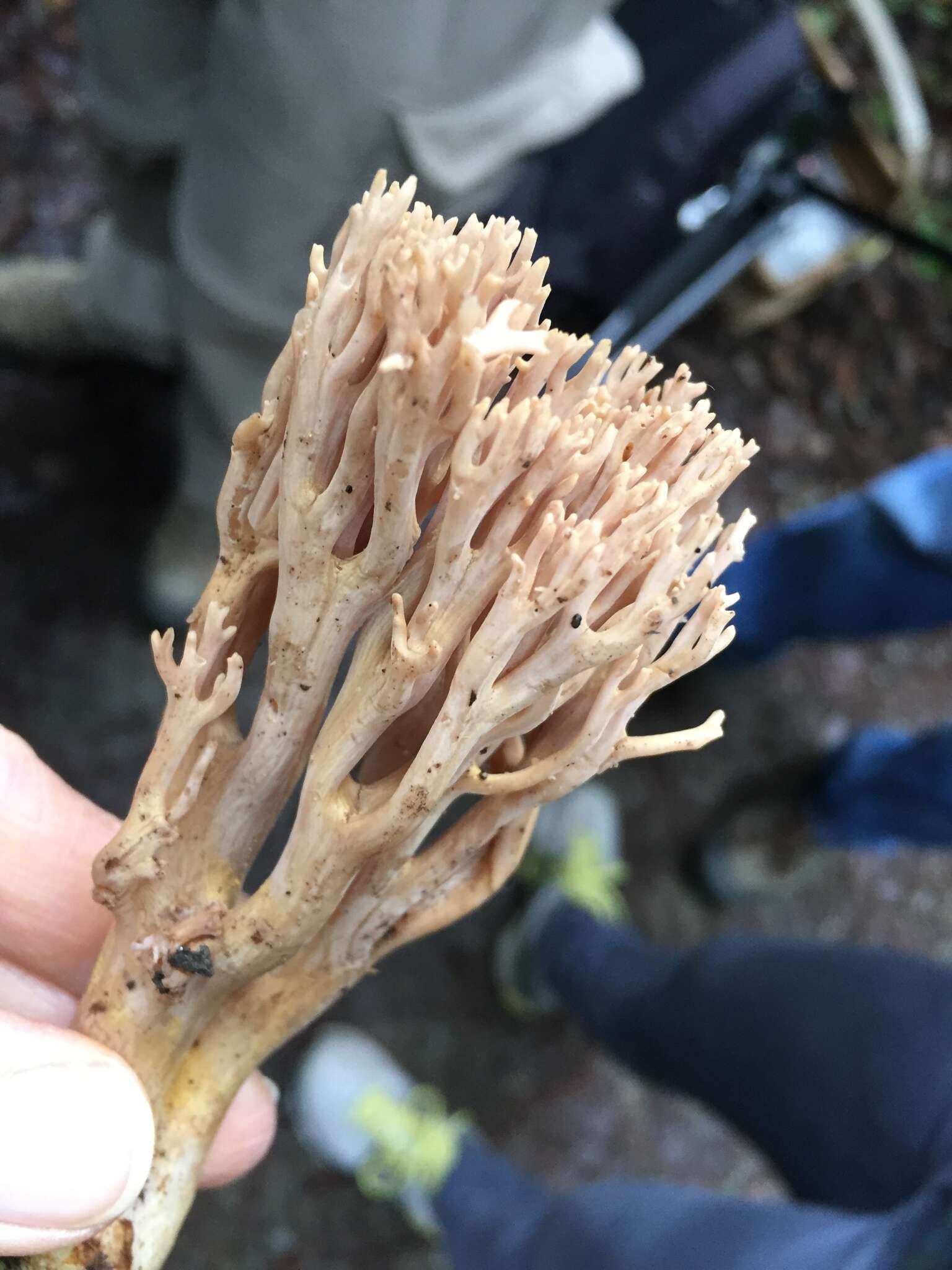 Image of Ramaria violaceibrunnea (Marr & D. E. Stuntz) R. H. Petersen 1986