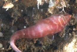 Image of Broad clingfish