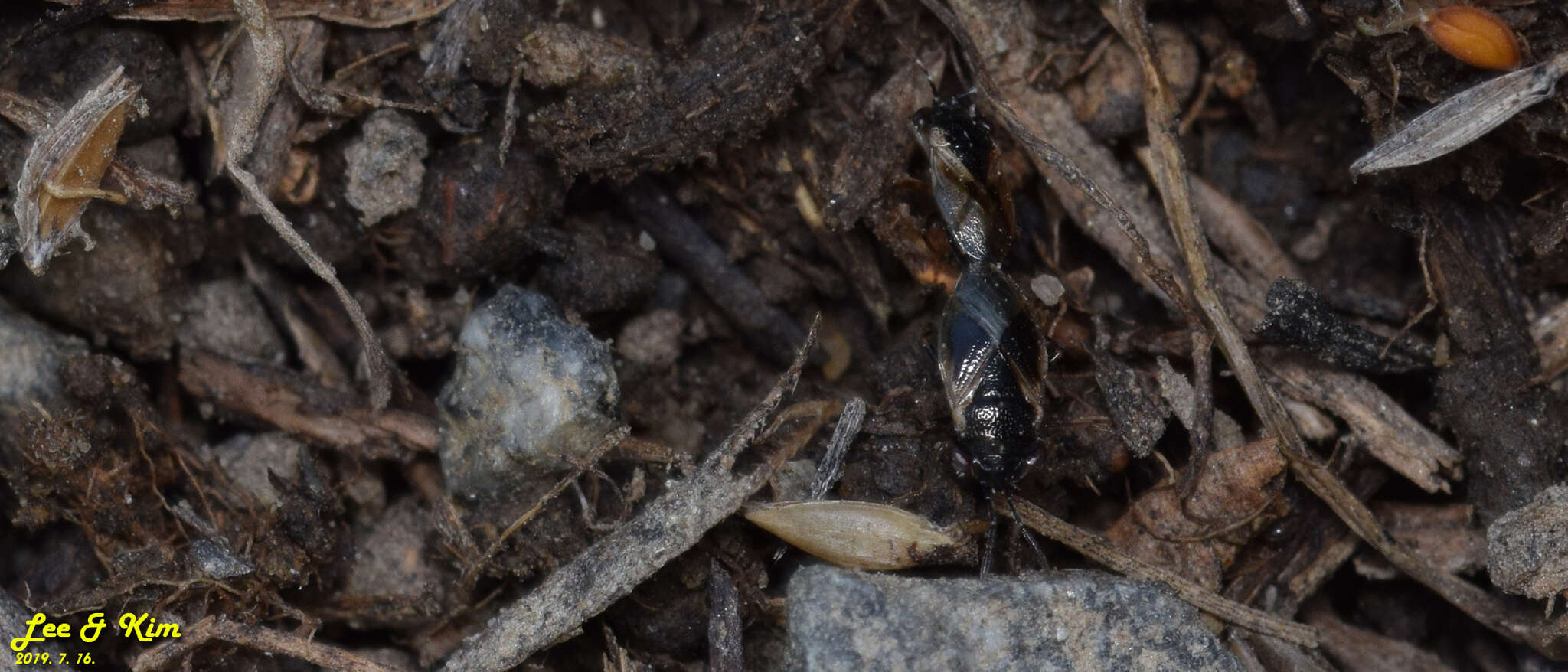 Image of <i>Geocoris pallidipennis</i>