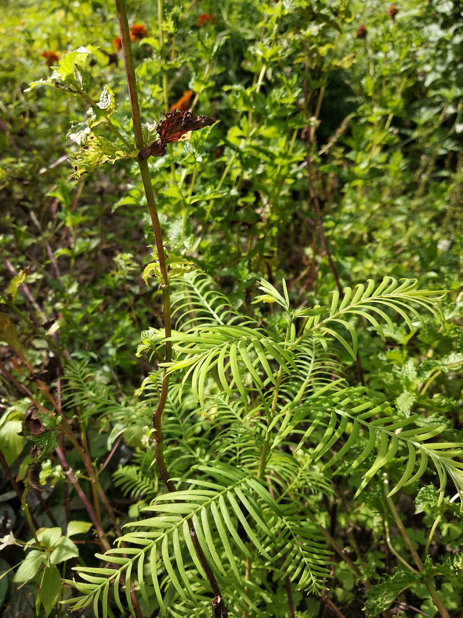 Image of dawn redwood