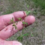 Galium tinctorium L. resmi