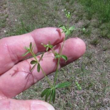 Imagem de Galium tinctorium L.