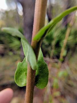 Imagem de Carphephorus odoratissimus (J. Gmel.) Hebert