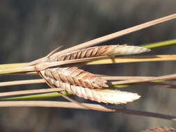 Image of Cyperus margaritaceus Vahl