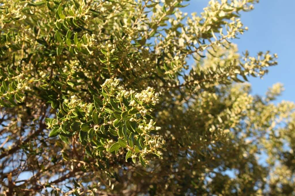 Image of Phylica buxifolia L.