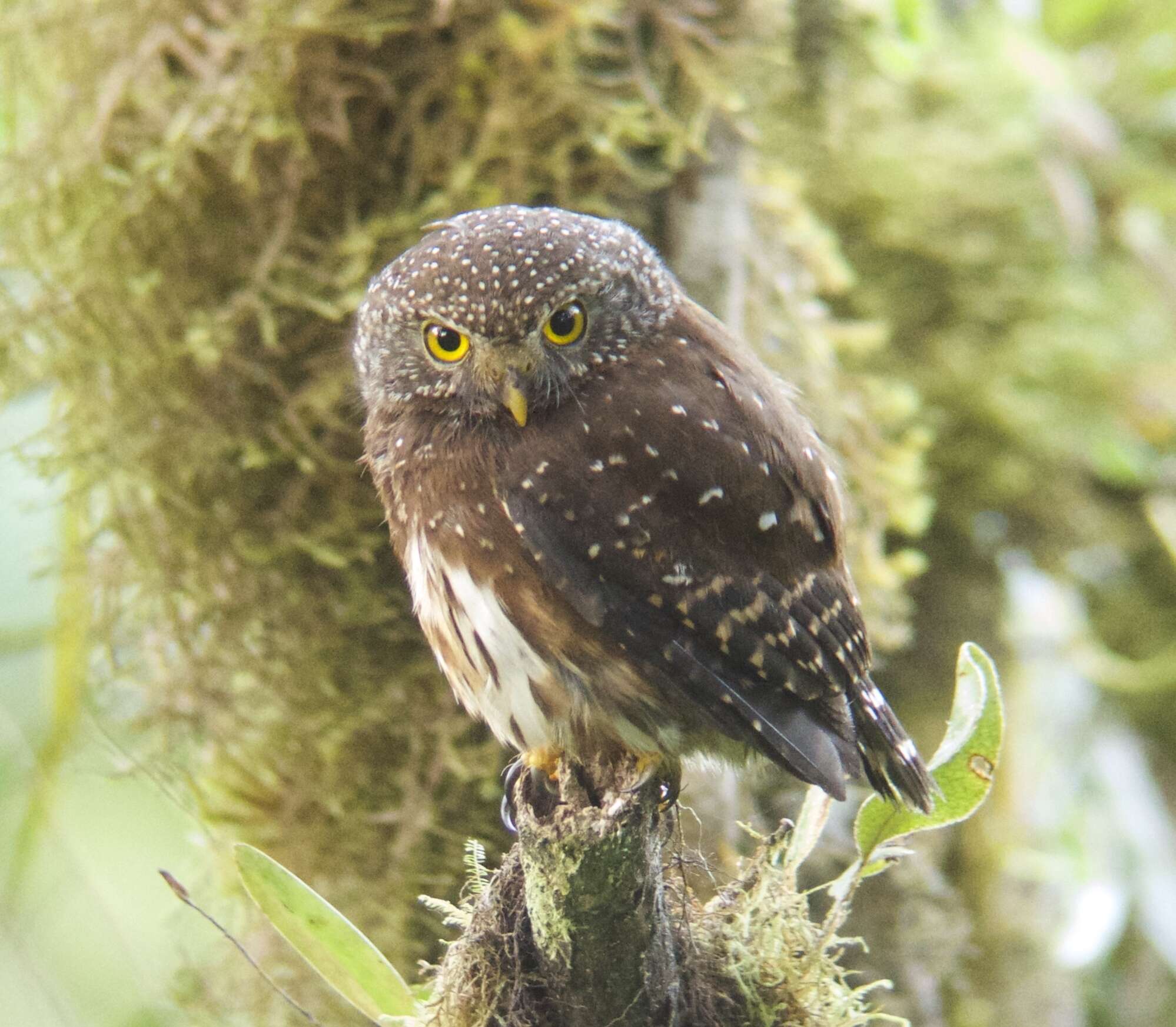 Image of Andean Pygmy Owl