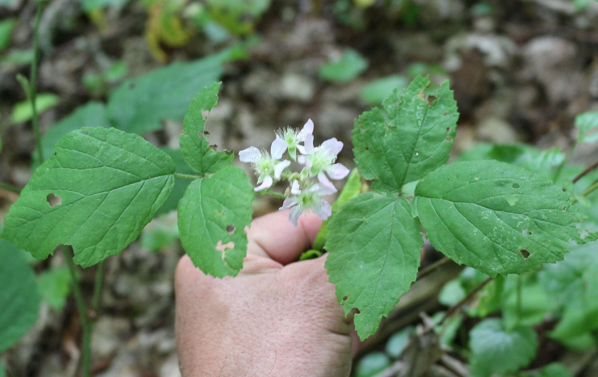 Imagem de Rubus hirtus Waldst. & Kit.