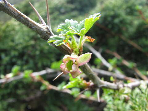 Image of Ribes formosanum Hayata