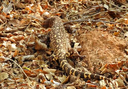 Image of Mexican Beaded Lizard