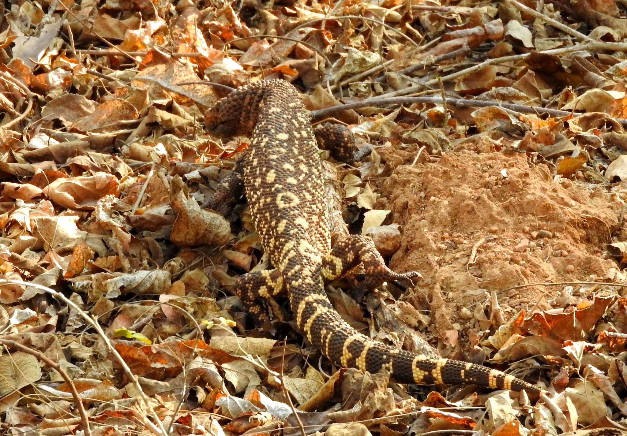 Image of Mexican Beaded Lizard