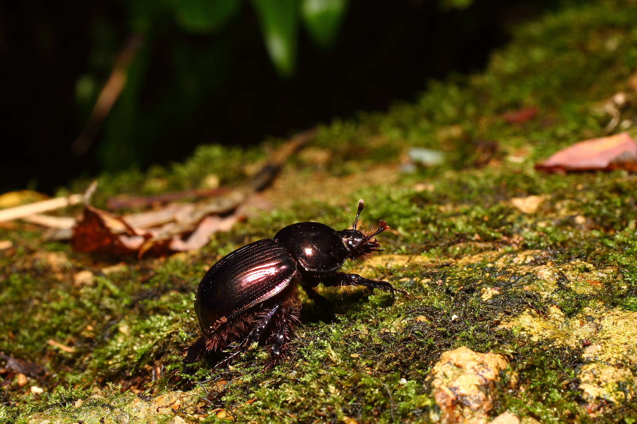 Слика од Phelotrupes (Eogeotrupes) laevistriatus (Motschulsky 1857)