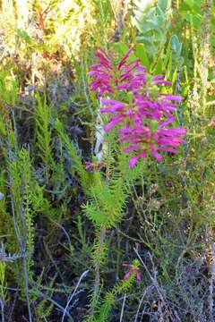 Image of Erica abietina subsp. atrorosea E. G. H. Oliv. & I. M. Oliv.