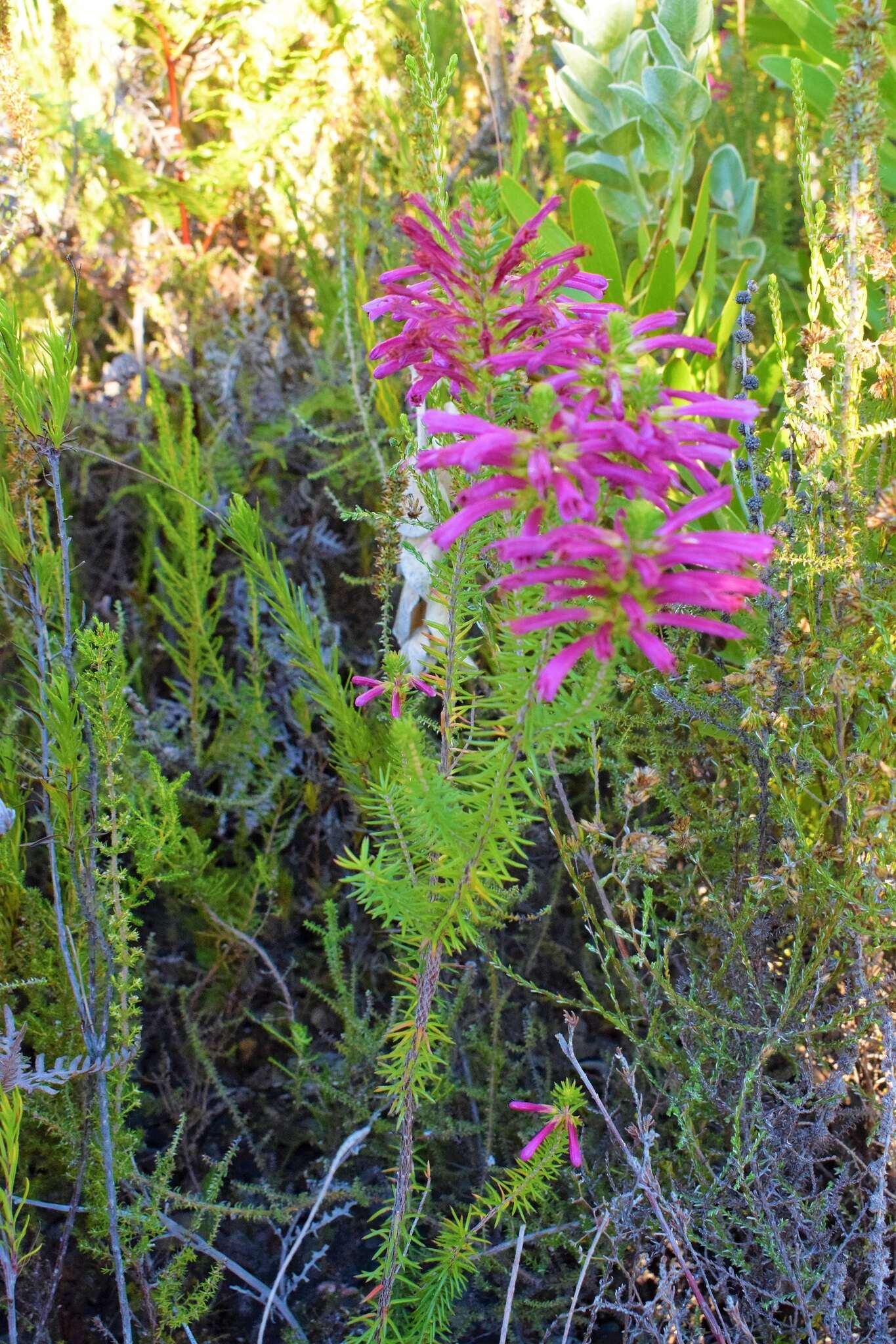 Image of Erica abietina subsp. atrorosea E. G. H. Oliv. & I. M. Oliv.