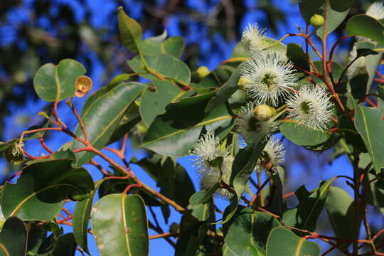 Sivun Corymbia calophylla (Lindl.) K. D. Hill & L. A. S. Johnson kuva