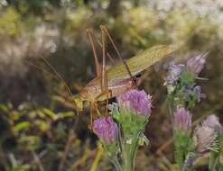 Image of Southeastern Bush Katydid