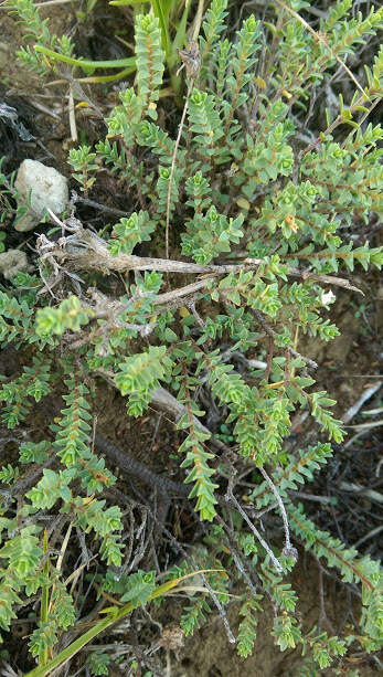 Image of Pimelea xenica C. J. Burrows