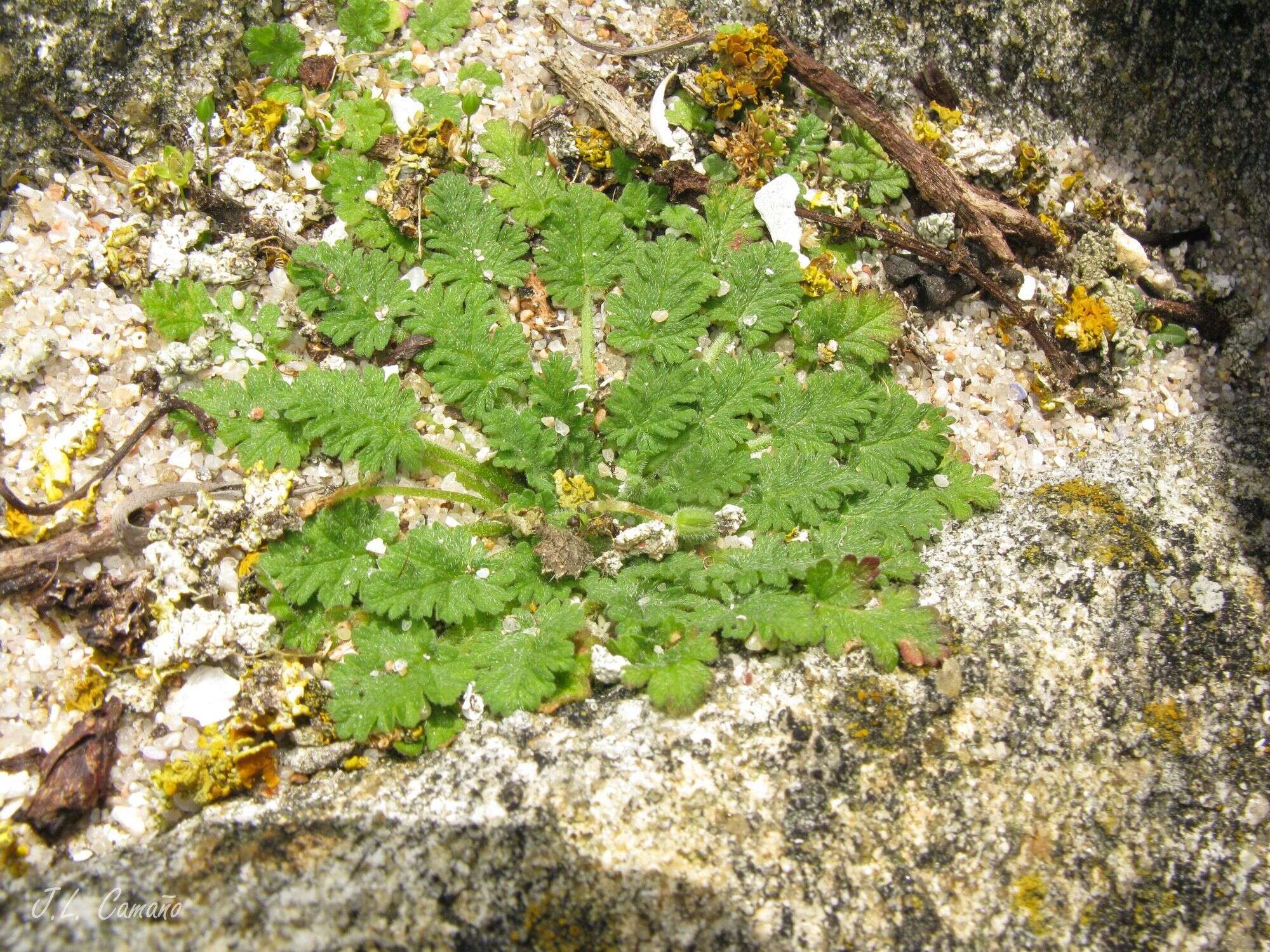 Слика од Erodium maritimum (L.) L'Her.