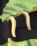 Image of Birch Sawfly