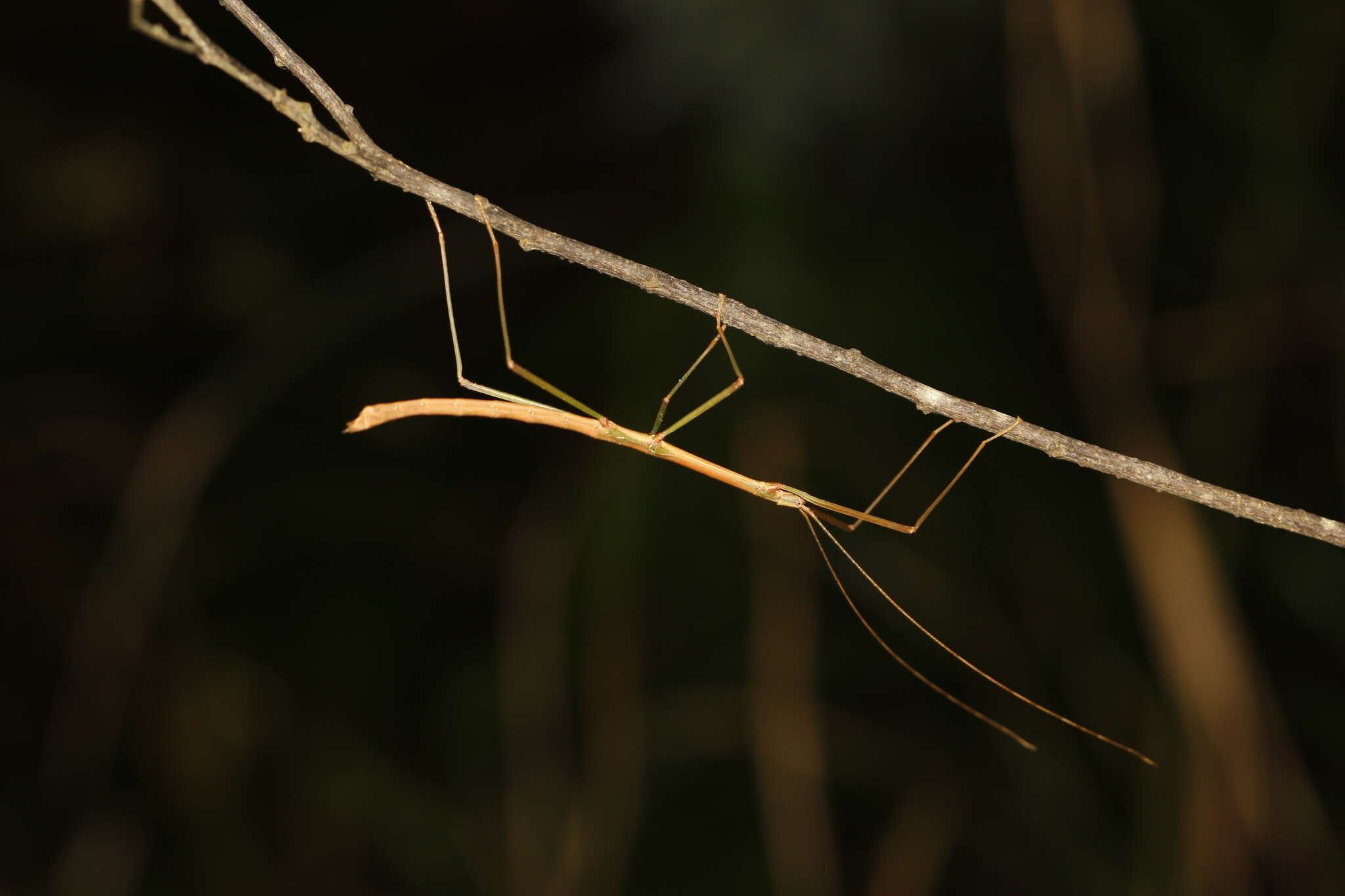 Image of Lopaphus balteatus (Chen, S. C. & Y. H. He 2002)