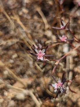 Image de Polygonum bidwelliae S. Wats.