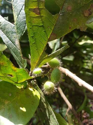 Image de Cordia nodosa Lam.