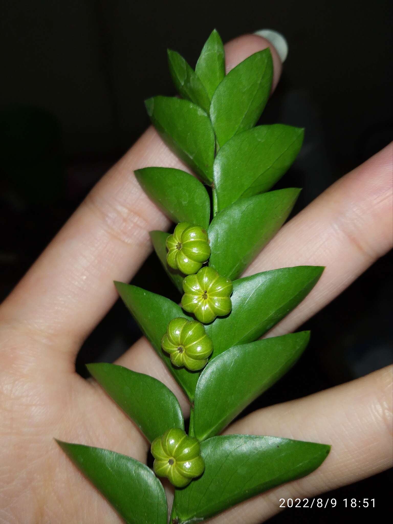 Image of Phyllanthus buxifolius (Blume) Müll. Arg.