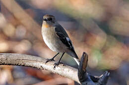 Слика од Petroica phoenicea Gould 1837