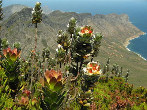 Image of Mimetes hottentoticus Phillips & Hutchinson