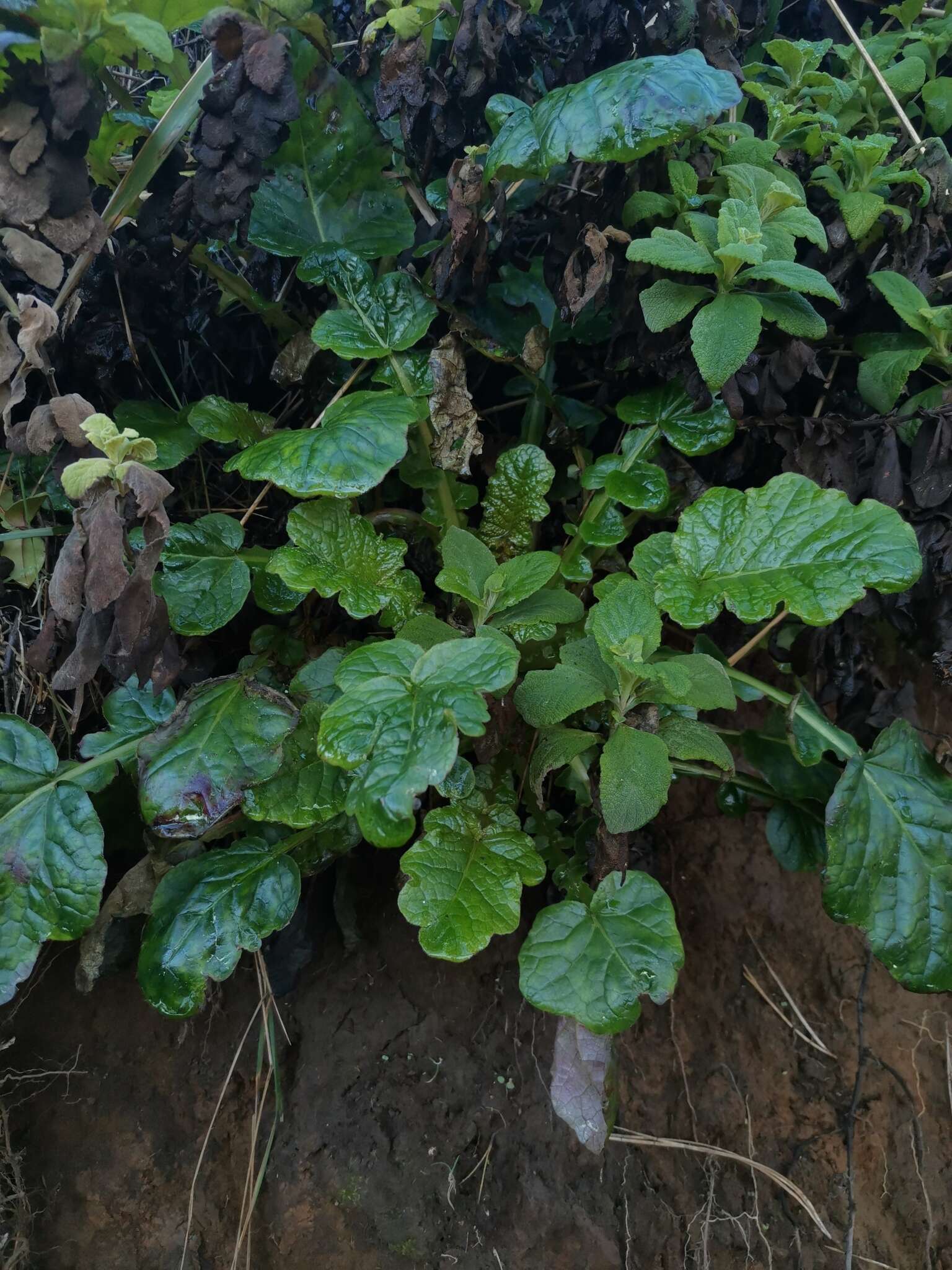 Image of Francoa appendiculata A. Juss.