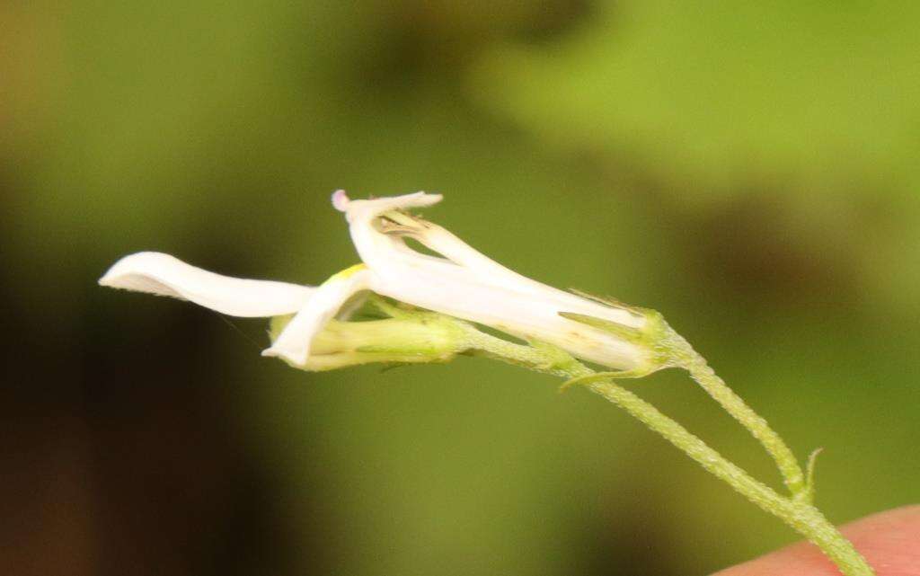 Plancia ëd Lobelia vanreenensis (Kuntze) K. Schum.