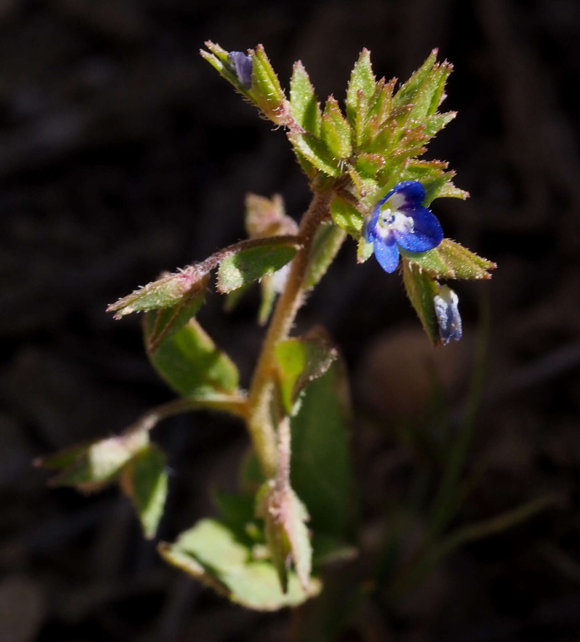 Image of bent-foot speedwell