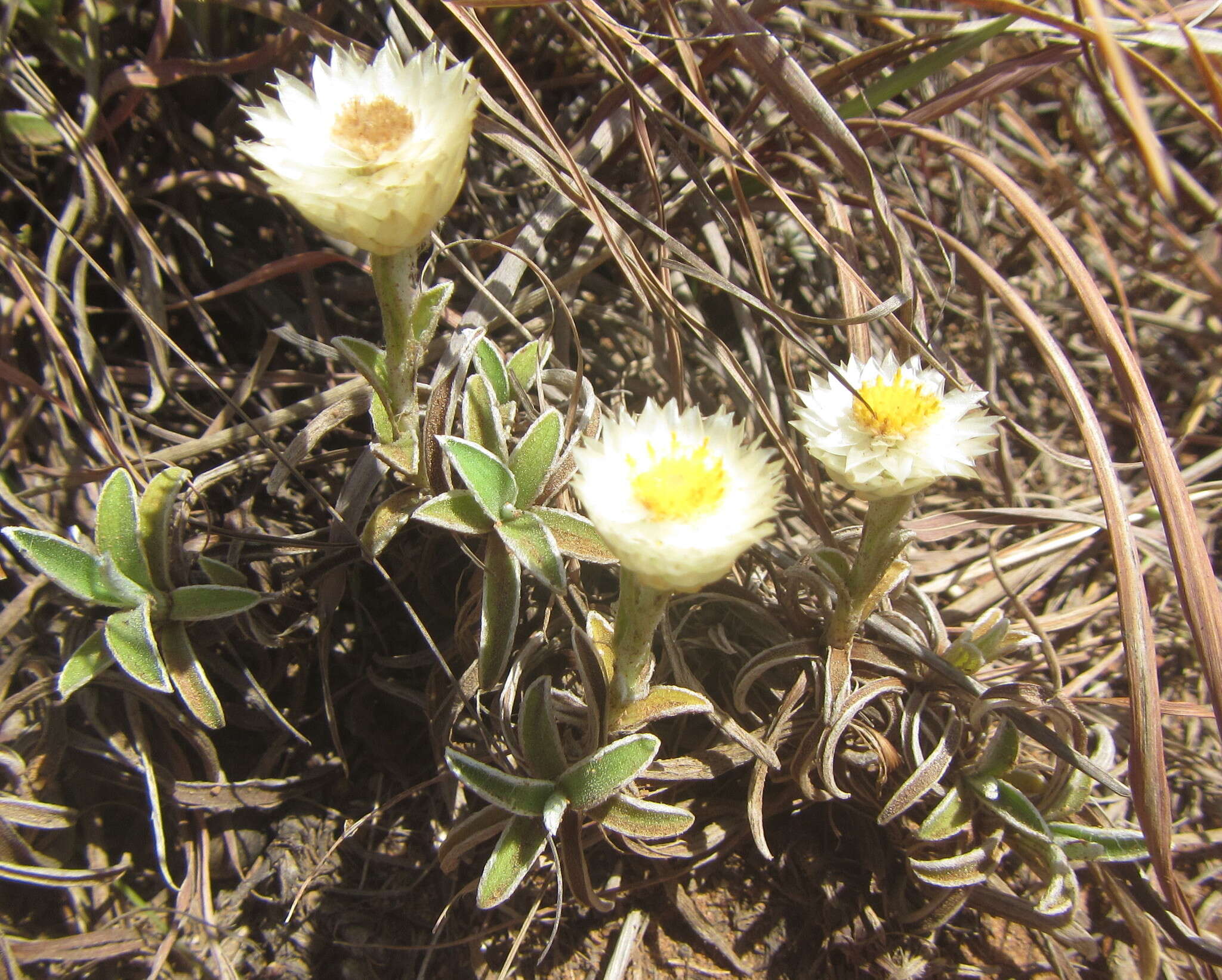 Image of Dwarf Everlasting