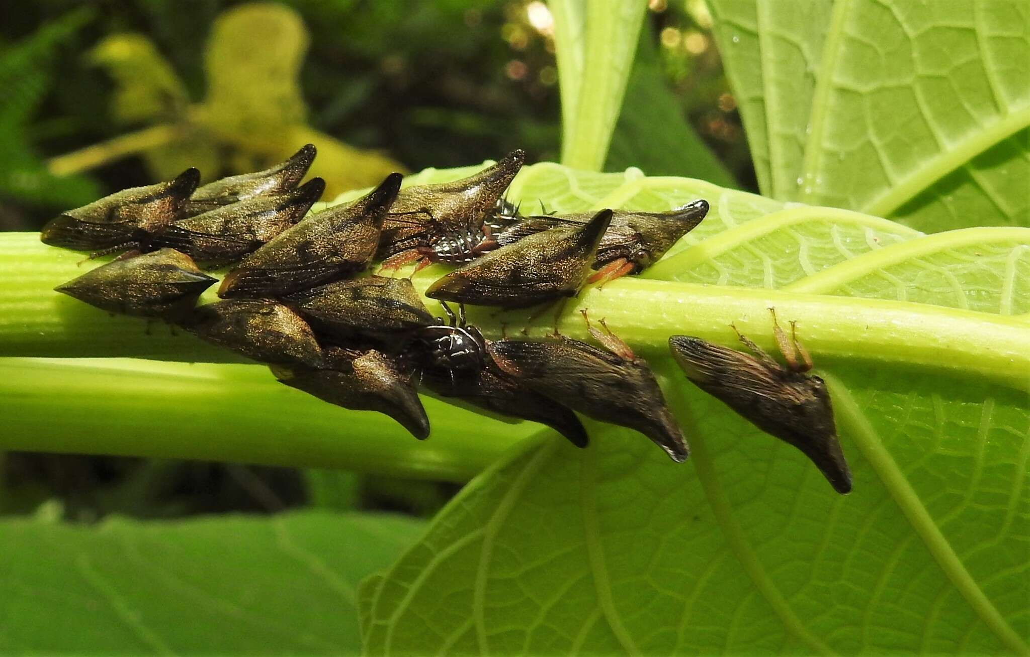 Image of Aconophora mexicana Stål