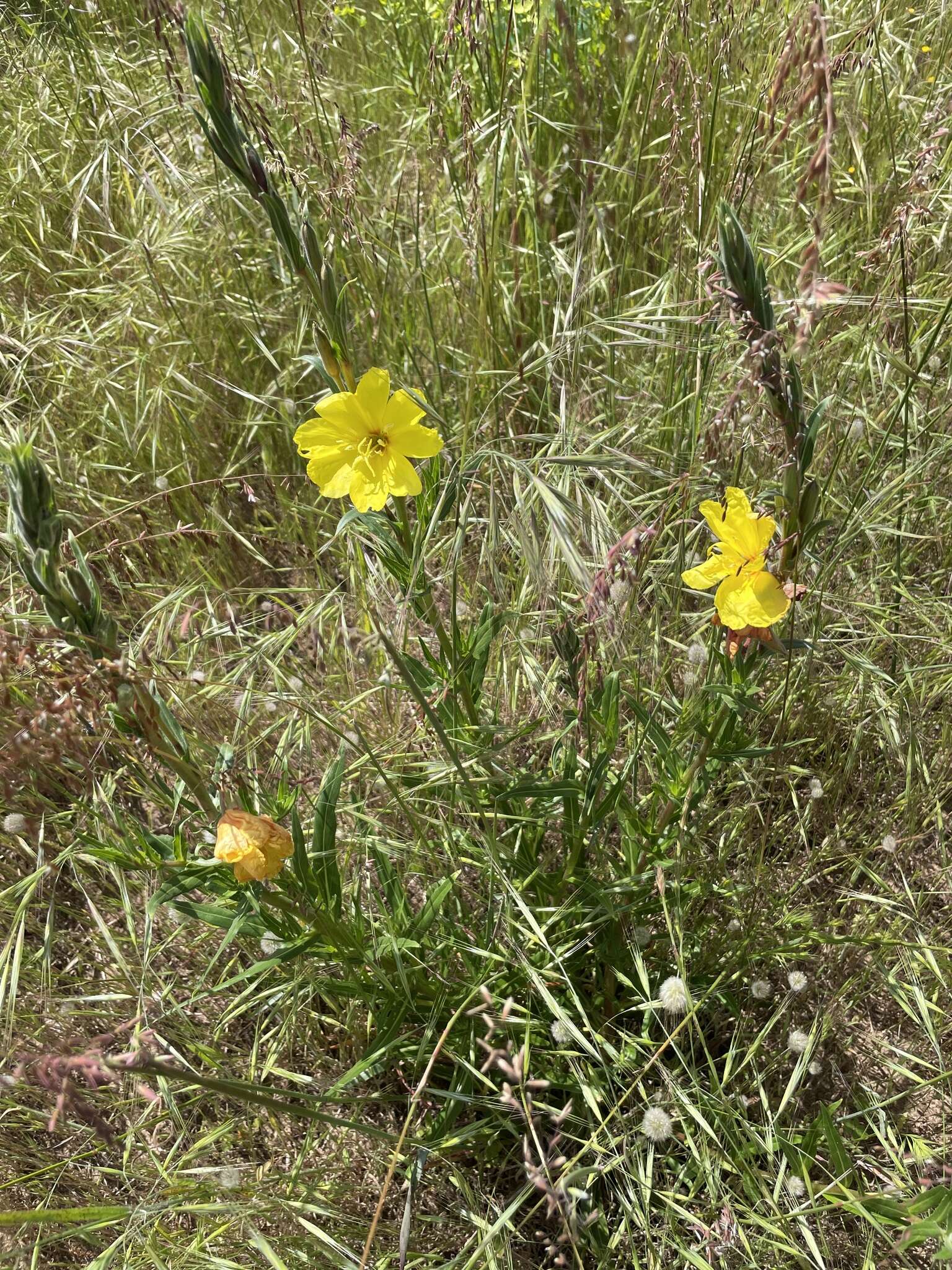 Sivun Oenothera stricta subsp. stricta kuva