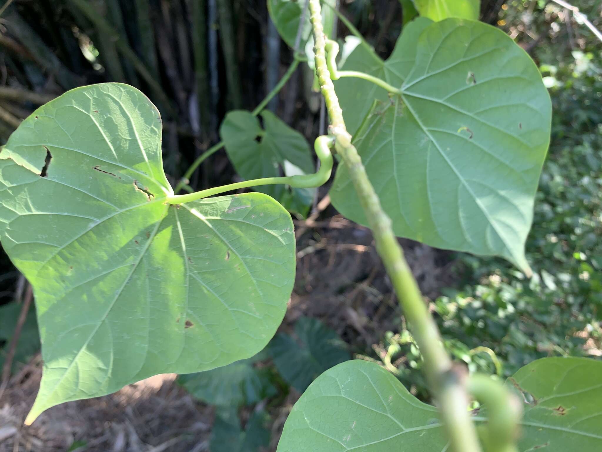 Image of Tinospora crispa (L.) Miers ex Hook. fil. & Thoms.