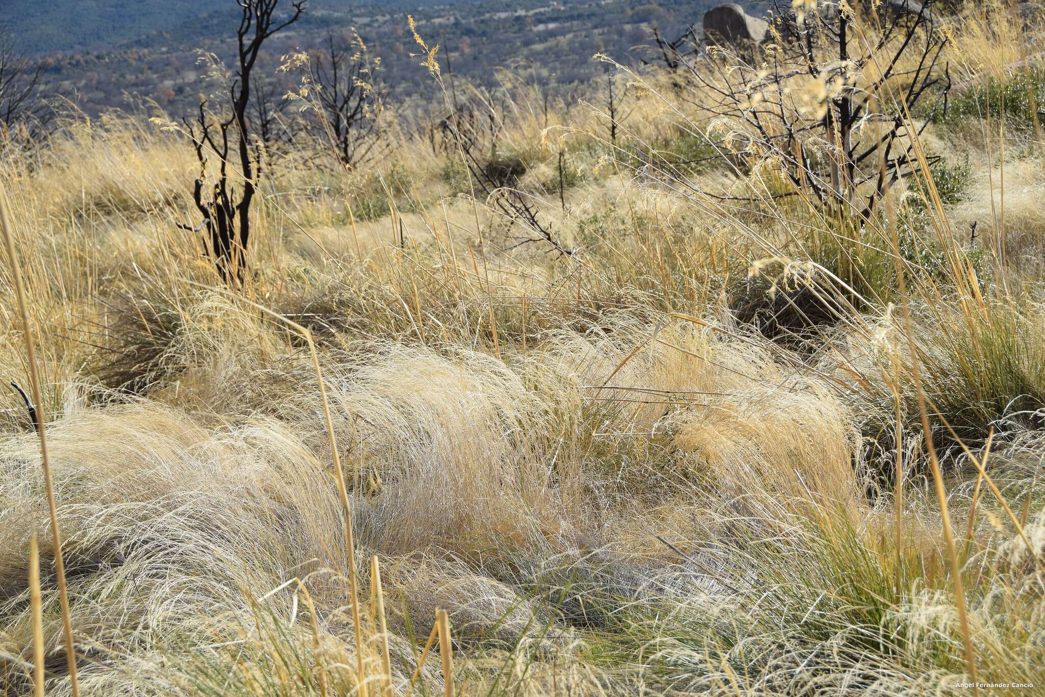 Image of bentgrass