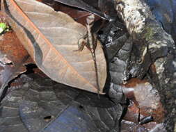 Image of Stuart's Anole