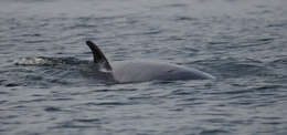 Image of minke whale