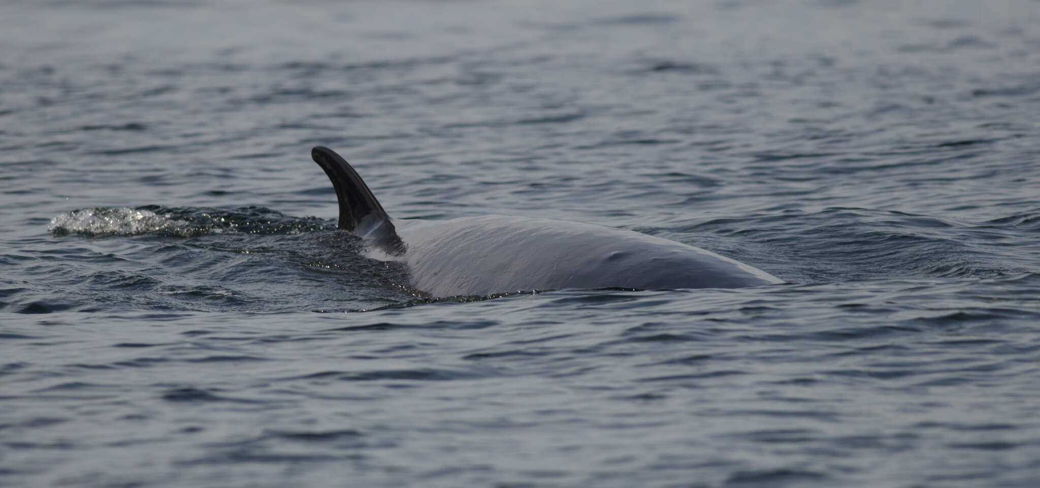 Image of minke whale