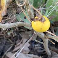 Image de Solanum campylacanthum Hochst. ex A. Rich.