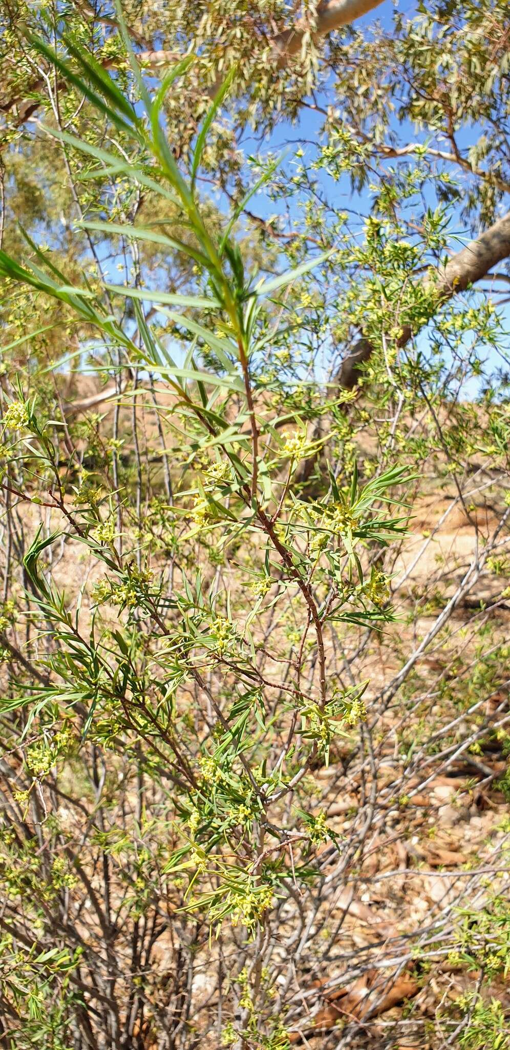 Image of Pimelea microcephala R. Br.