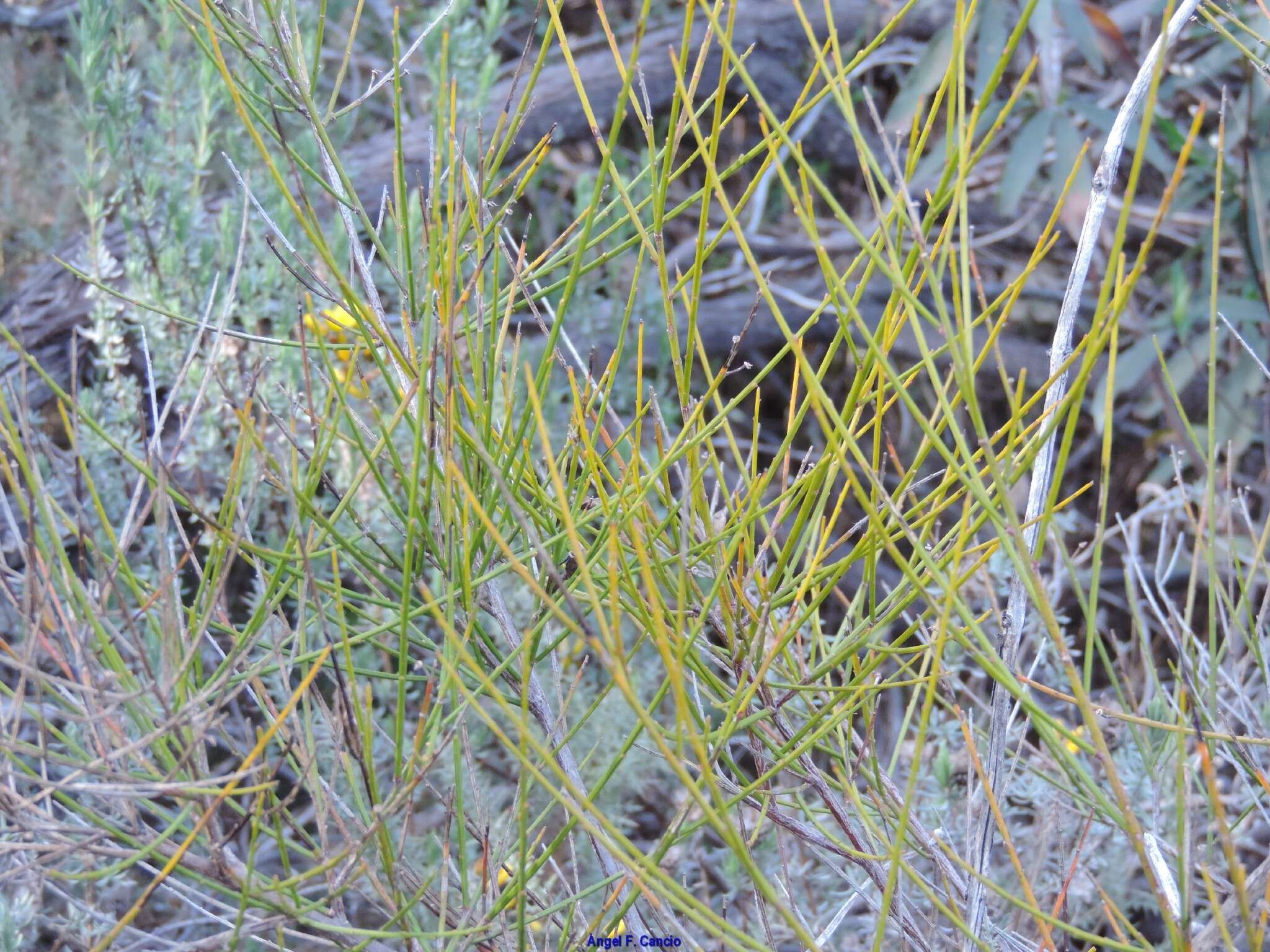 صورة Genista polyanthos Willk.