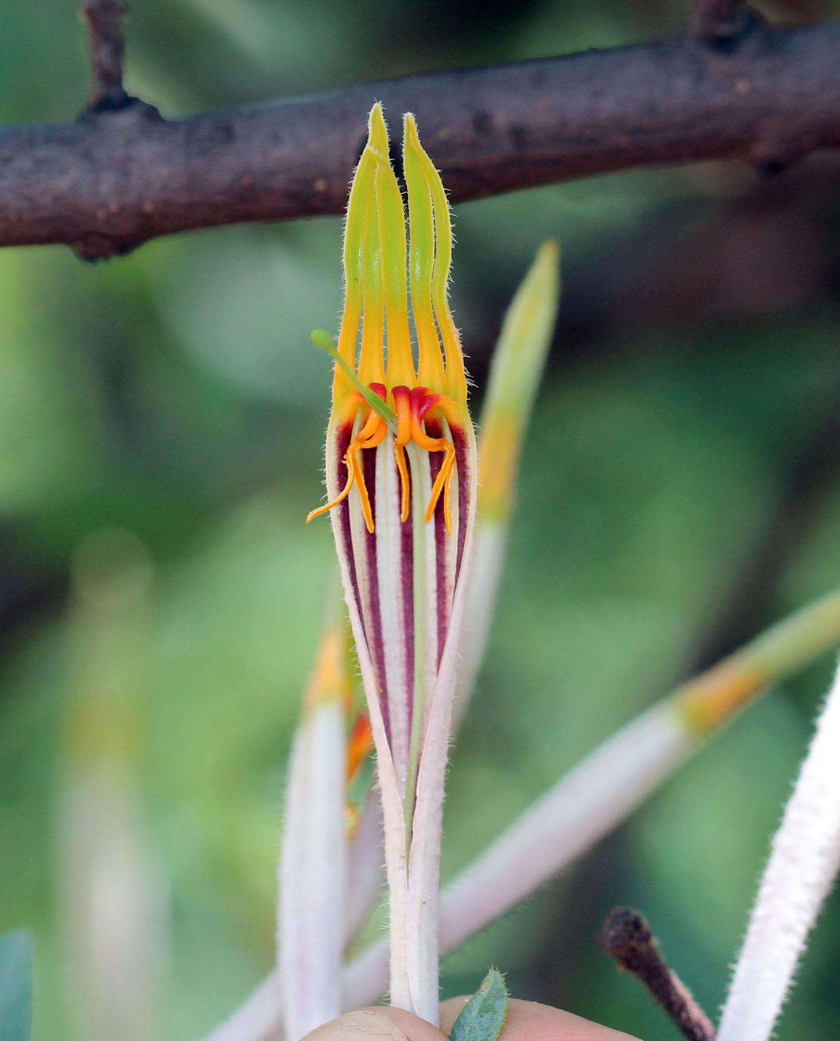 Sivun Agelanthus natalitius subsp. zeyheri (Harv.) Polh. & Wiens kuva