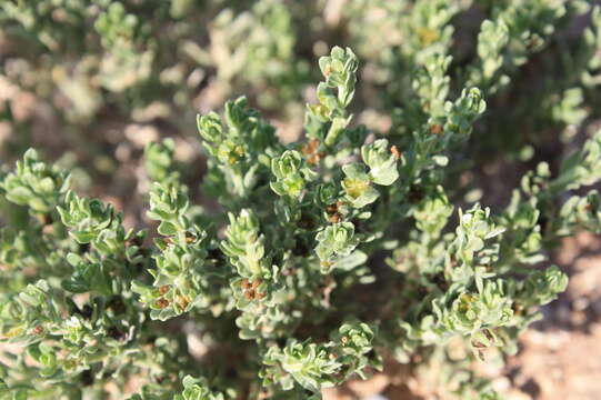 Lithospermum cinereum DC. resmi