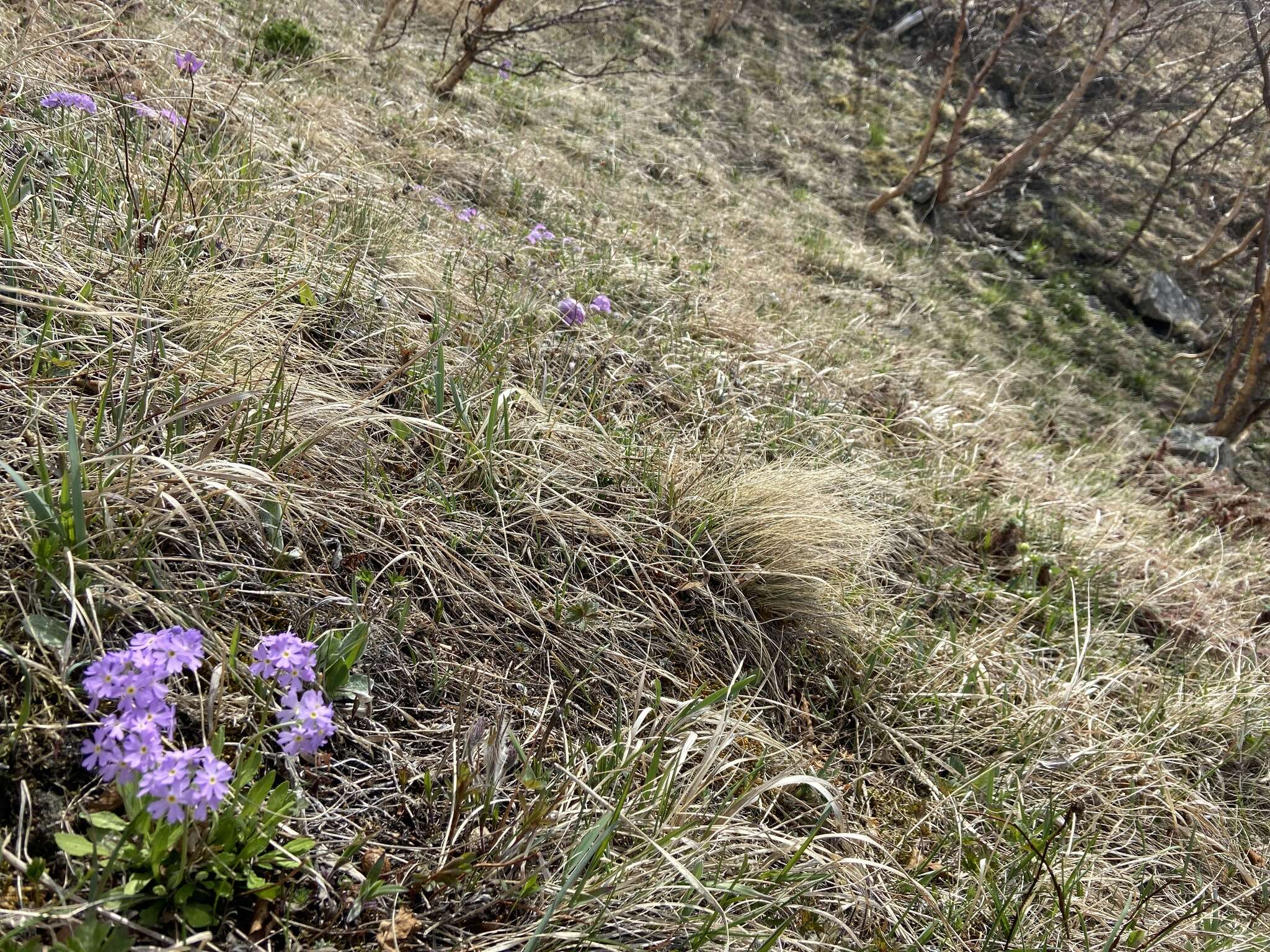 Image of Primula mazurenkoae A. P. Khokhryakov