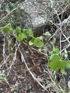 Dioscorea cotinifolia Kunth的圖片