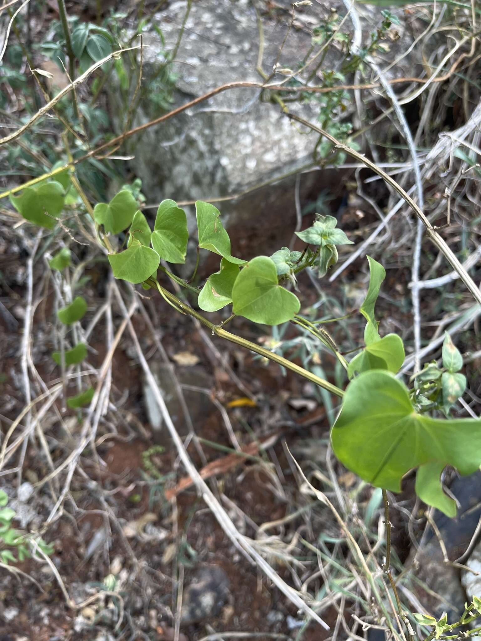 Dioscorea cotinifolia Kunth的圖片