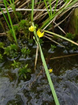 Sivun Utricularia geminiscapa Benj. kuva